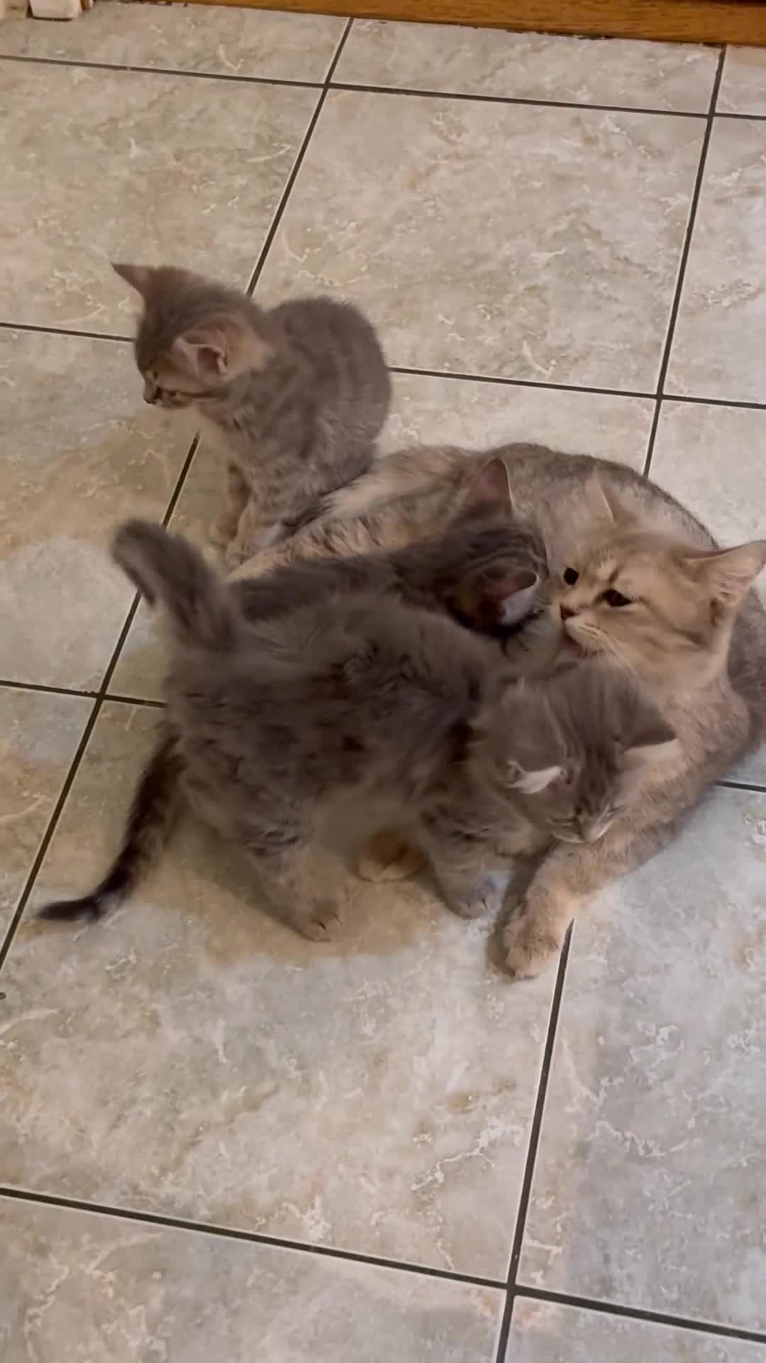 Scottish Fold cats for sale: Only 3 girls left! Scottish straight grey tabby 😻 - Video 2