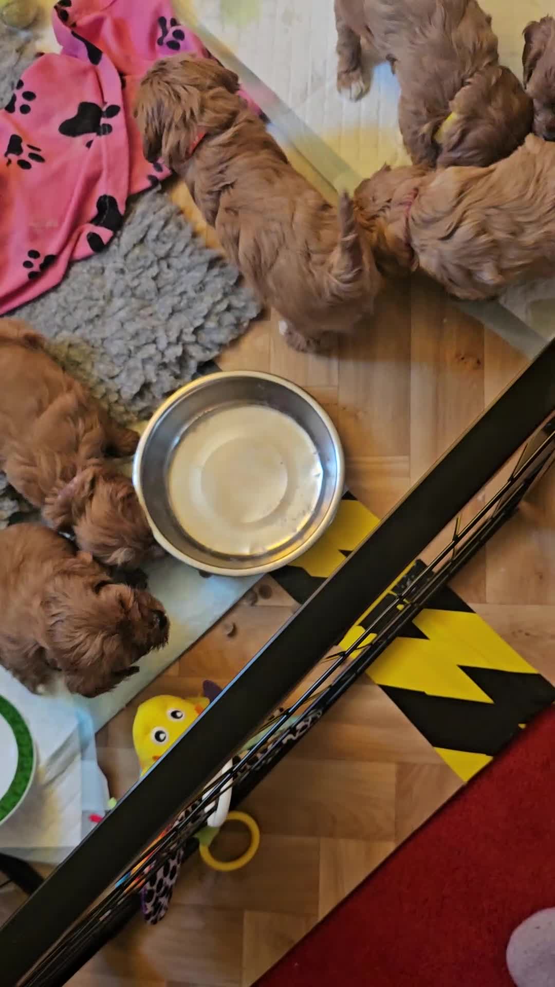 Cavapoo dogs for sale: Vet checked Cavapoo puppies F1 generation for sale - Video 1