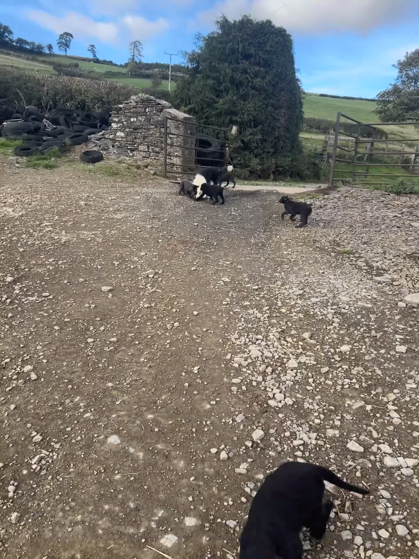 Border Collie dogs for sale: 5 Collie Pups - Video 1