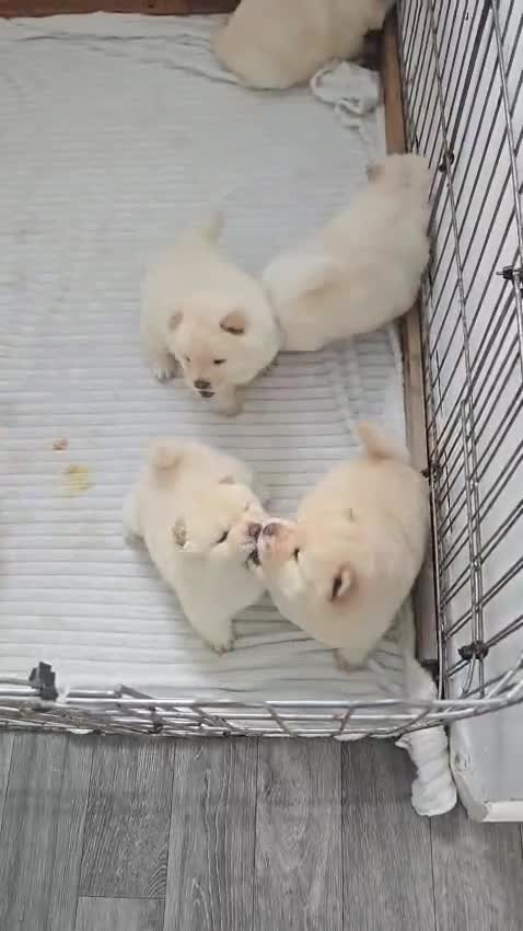 Chow Chow dogs for sale: 🐾 Chow Chow Puppies for Sale! 🐾 - Video 2