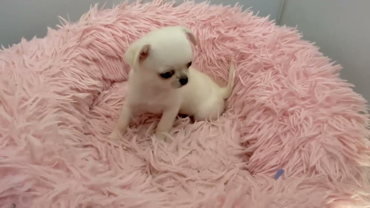 Mixed Breed dogs for sale: ADORABLE SHIH TZU/CHIHUAHUA - Video 4
