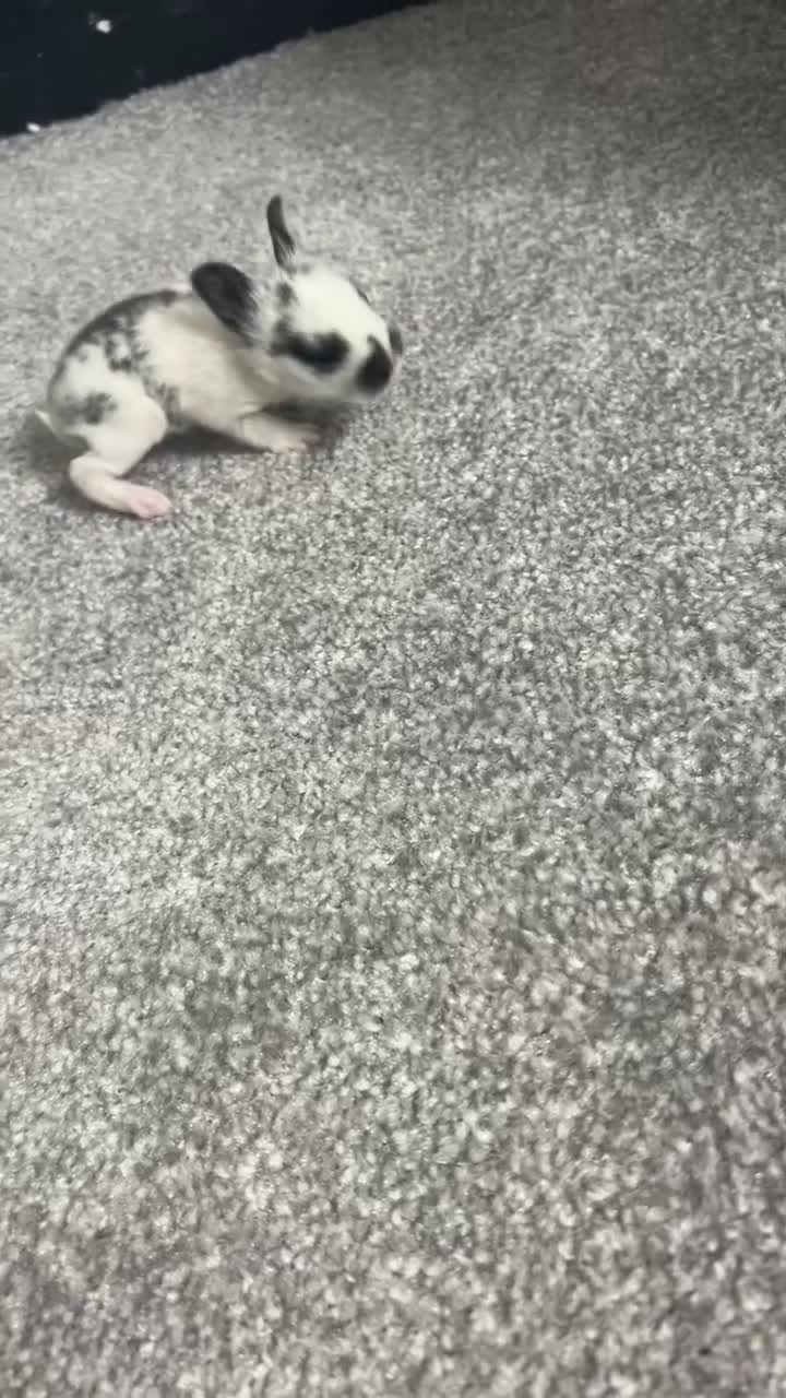 English Spot rabbits for sale: Bunnies for sale - Video 1