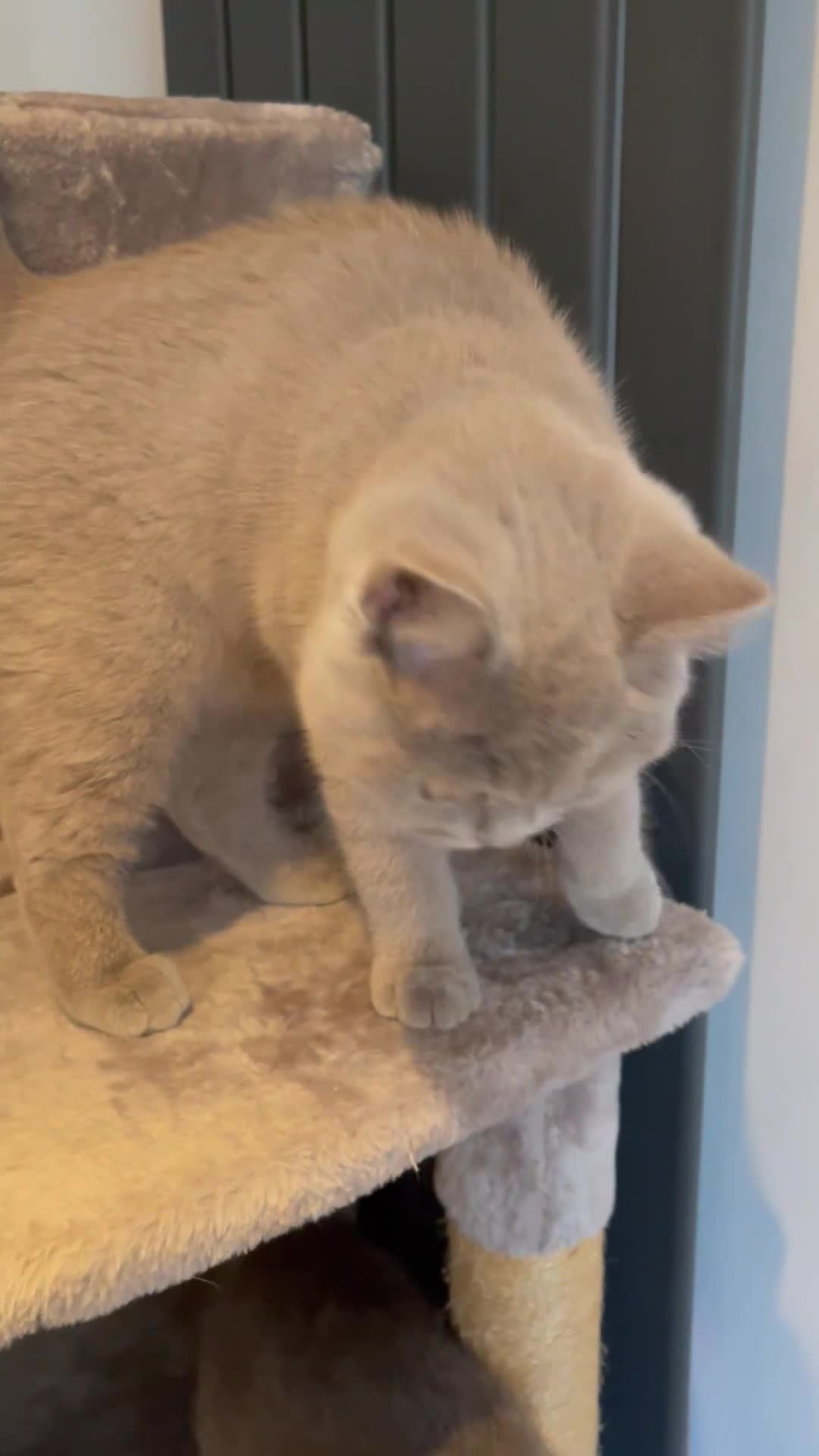 British Shorthair cats for sale: LILAC BRITISH SHORTHAIR FEMALE  GCCF ACTIVE - Video 3
