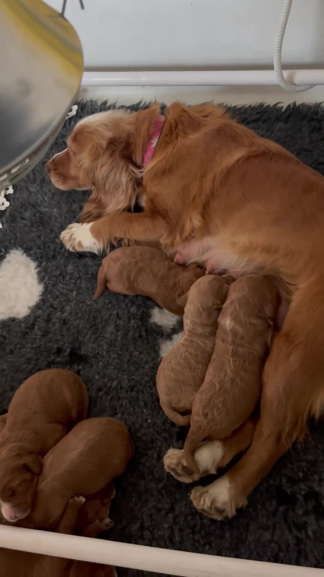 Cockapoo dogs for sale: f1 toy cockerpoo fox red dna tested  - Video 1