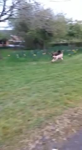 Labradoodle dogs for stud: Hypoallergenic Health Checked Labradoodle PROVEN  - Video 1