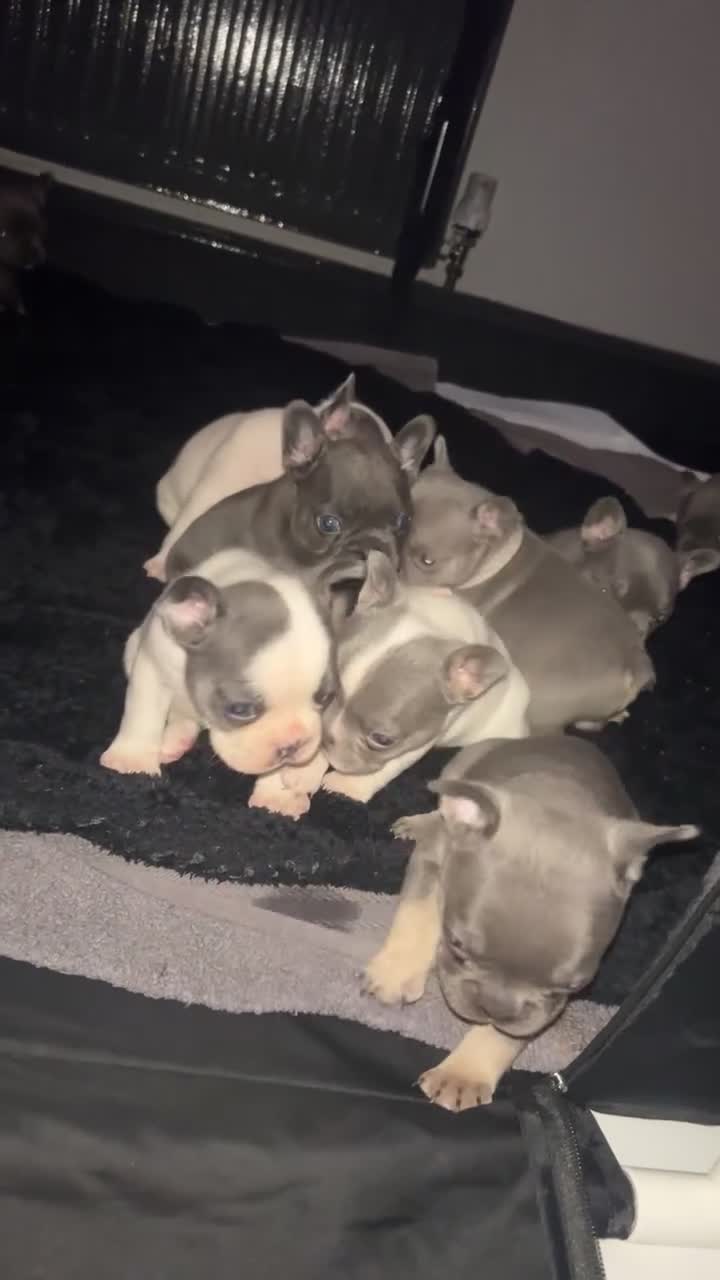 French Bulldog dogs for sale: French bulldogs  - Video 2