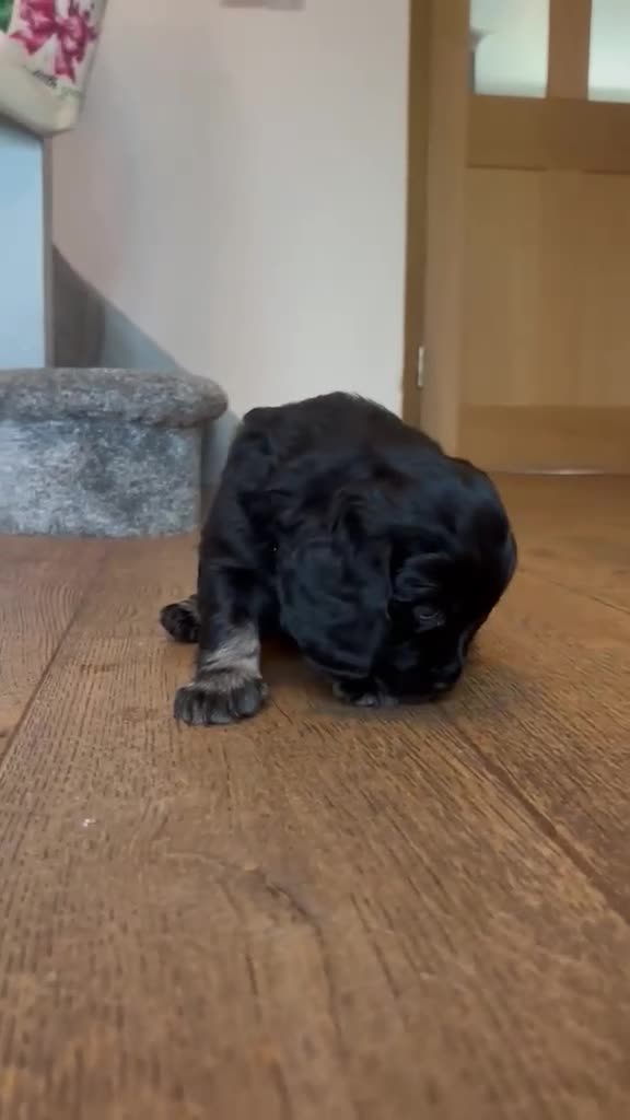 Mixed Breed dogs for sale: Cockadors for sale - Video 5