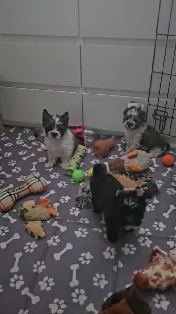 Yorkshire Terrier dogs for sale: Yorkshire terriers looking for their forever home  - Video 1