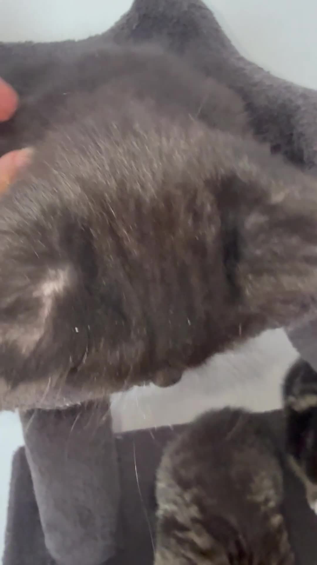 Ragcoon cats for sale: Mainecoon ragdolls  - Video 4