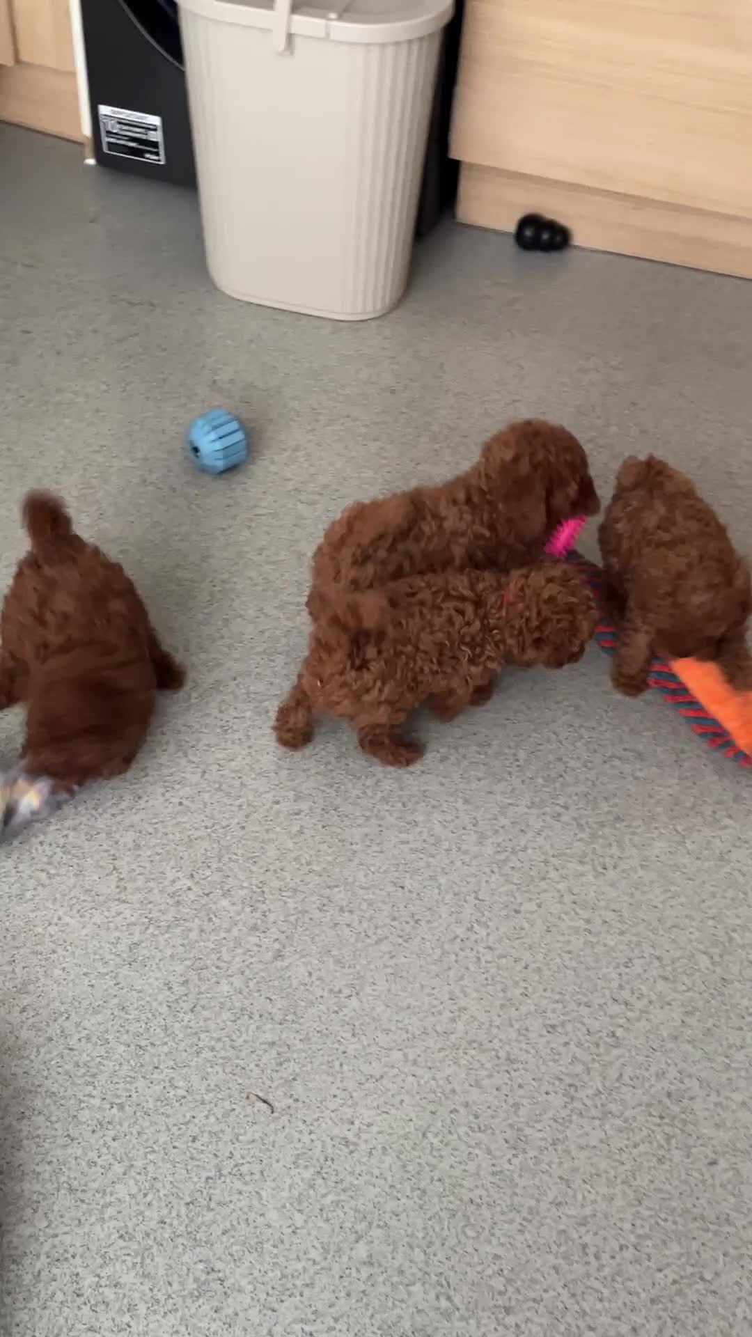 Cavapoo dogs for sale: Stunning Toy Cavapoo Puppies *DNA Health Tested* - Video 1