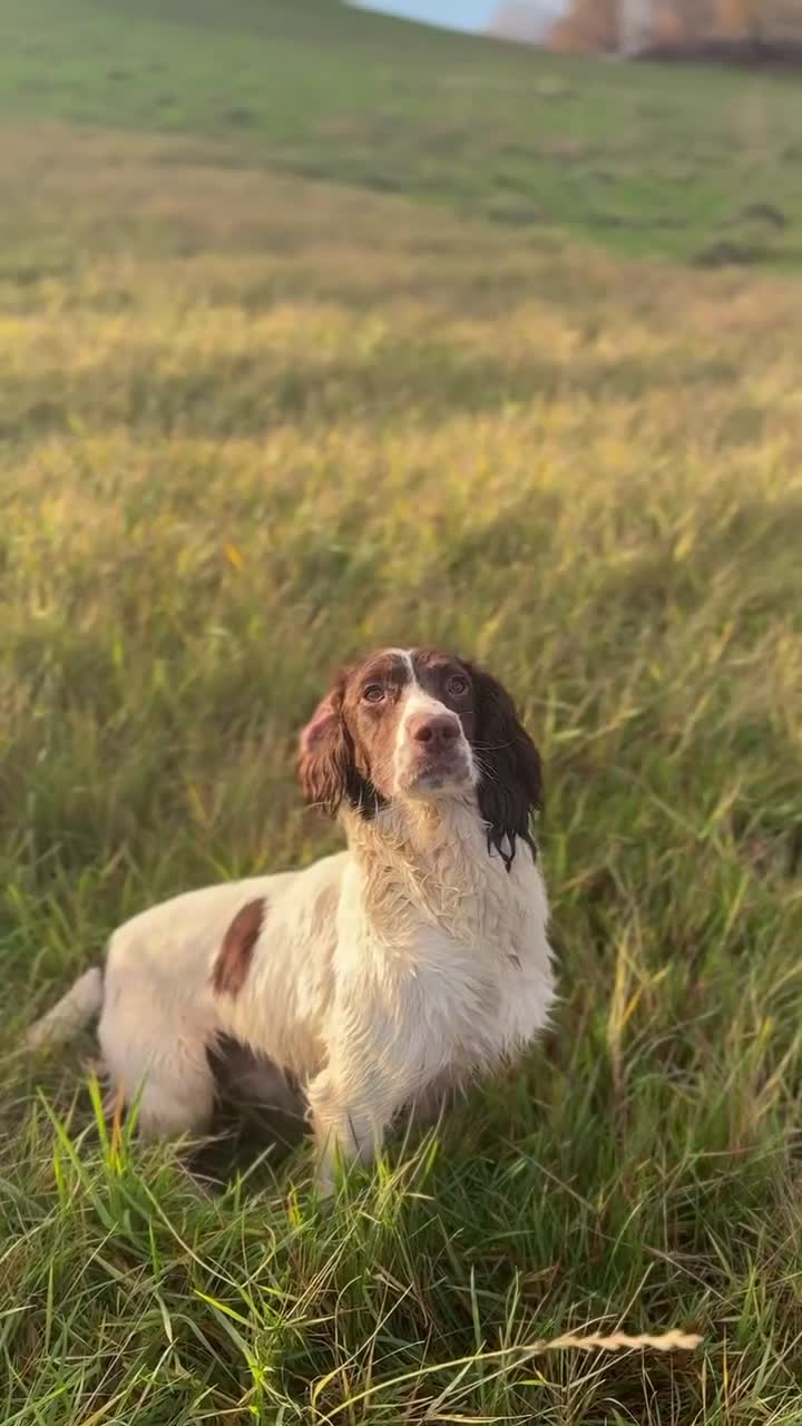 English Springer Spaniel dogs for stud: Springer Spaniel For Stud - Video 1