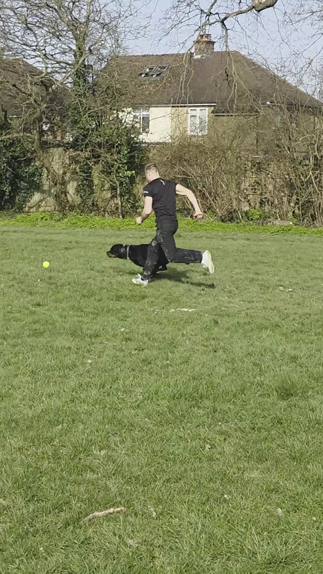 Rottweiler dogs for sale: Loyal Rottweiler Looking for Her Forever Home - Video 2