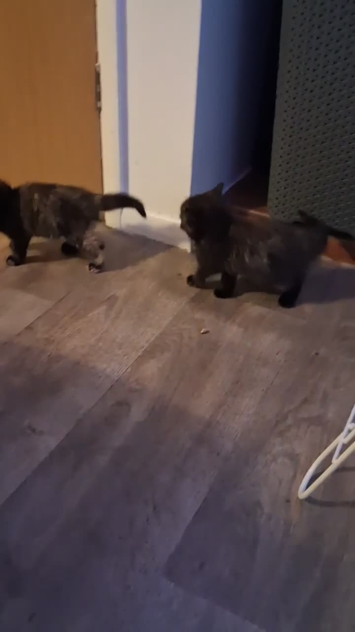 Ragdoll cats for sale: Ragdol x half Main Coon  - Video 3
