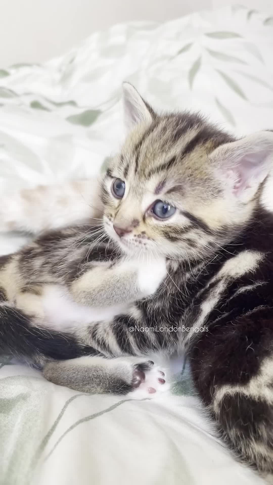 Bengal cats for sale: 💙🩵 BENGAL TWIN KITTENS 🩵💙 - Video 1