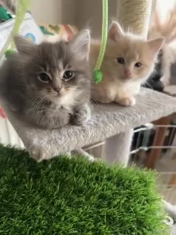 Ragcoon cats for sale: Beautiful raccoon kittens  - Video 1