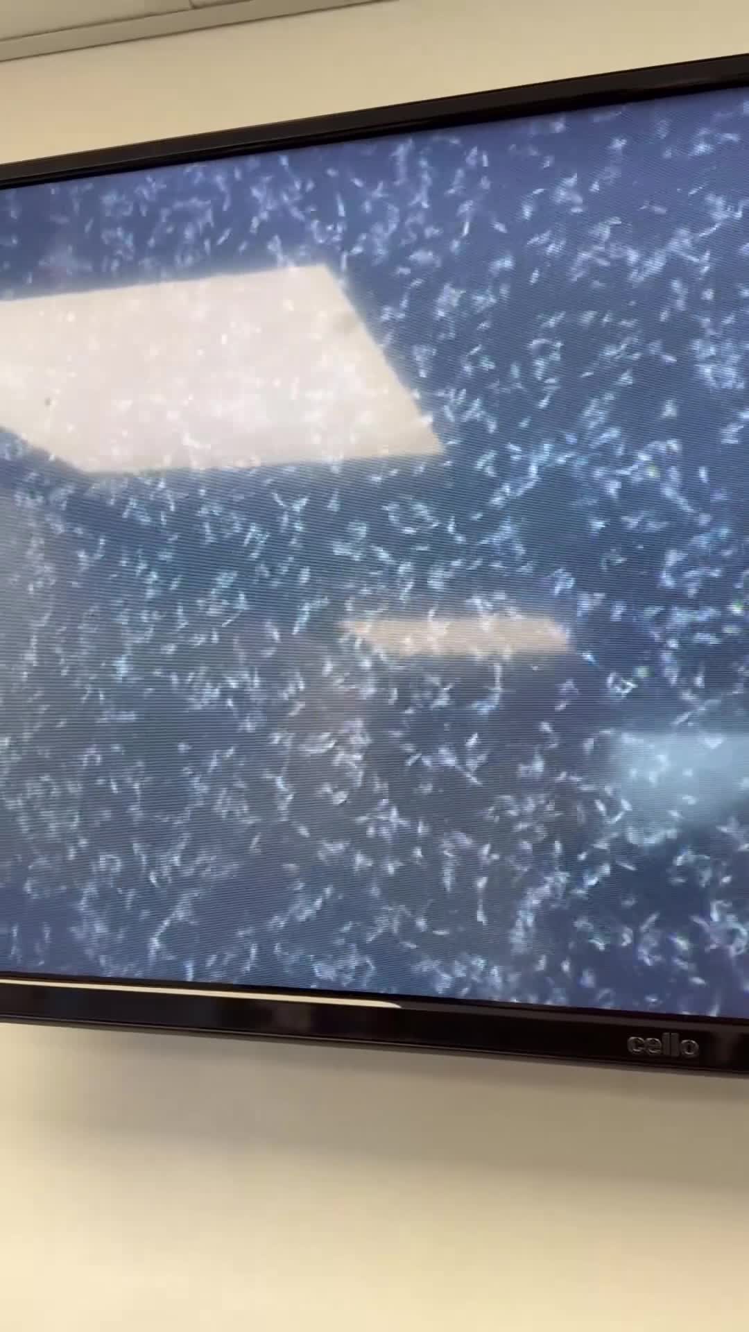 Rottweiler dogs for stud: BEAUTIFUL OLD TYPE BIG BONED ROTTIE! For stud in Mansfield - Video 3