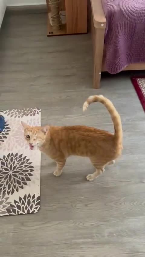 Mixed Breed cats for adoption: PHO DYPSY BONDED BROTHERS NEUTERED AFFECTIONATE   - Video 3