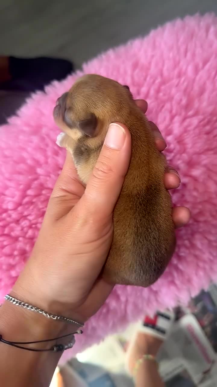 Chihuahua dogs for sale: 💖 Stunning chihuahua puppies 💖 - Video 3