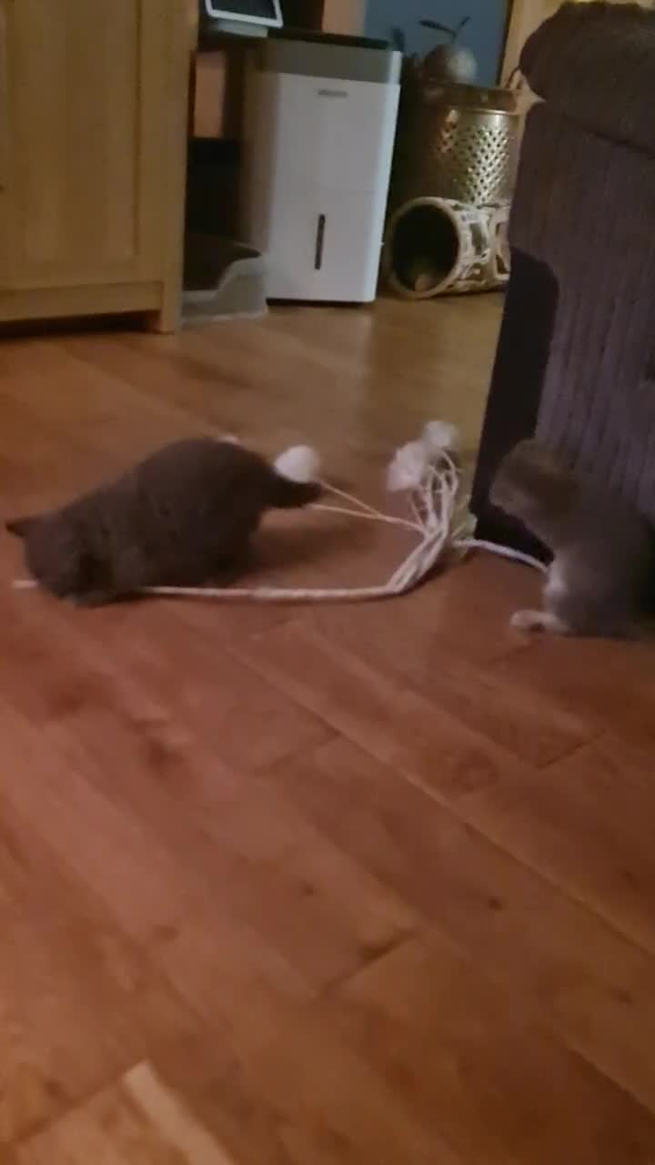 Scottish Fold cats for sale: Scottish Fold Kittens  - Video 3