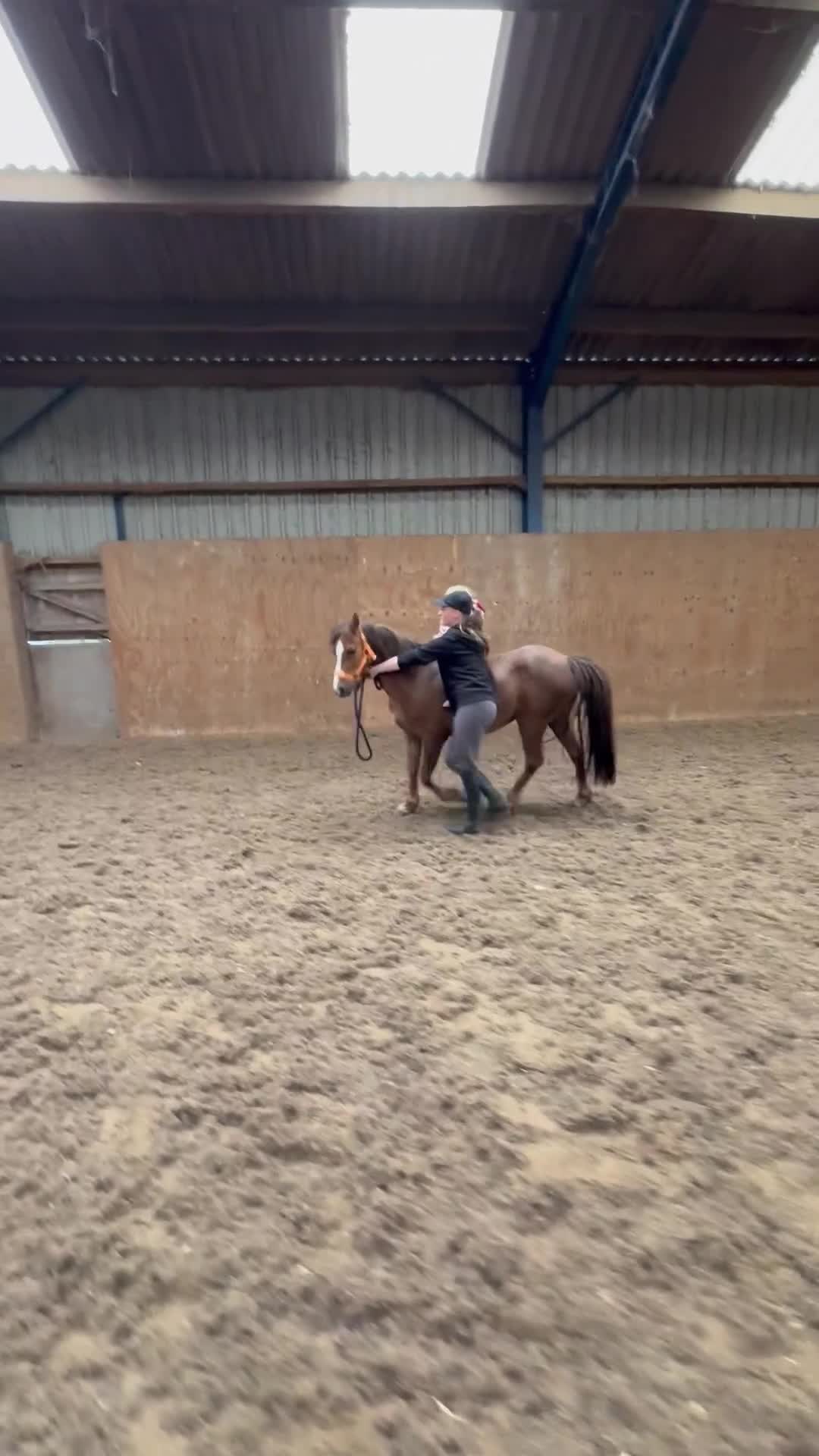 Welsh Section B horses for sale: 12.1/2hh Welsh b x Dartmoor type in Stockton-on-Tees - Video 2