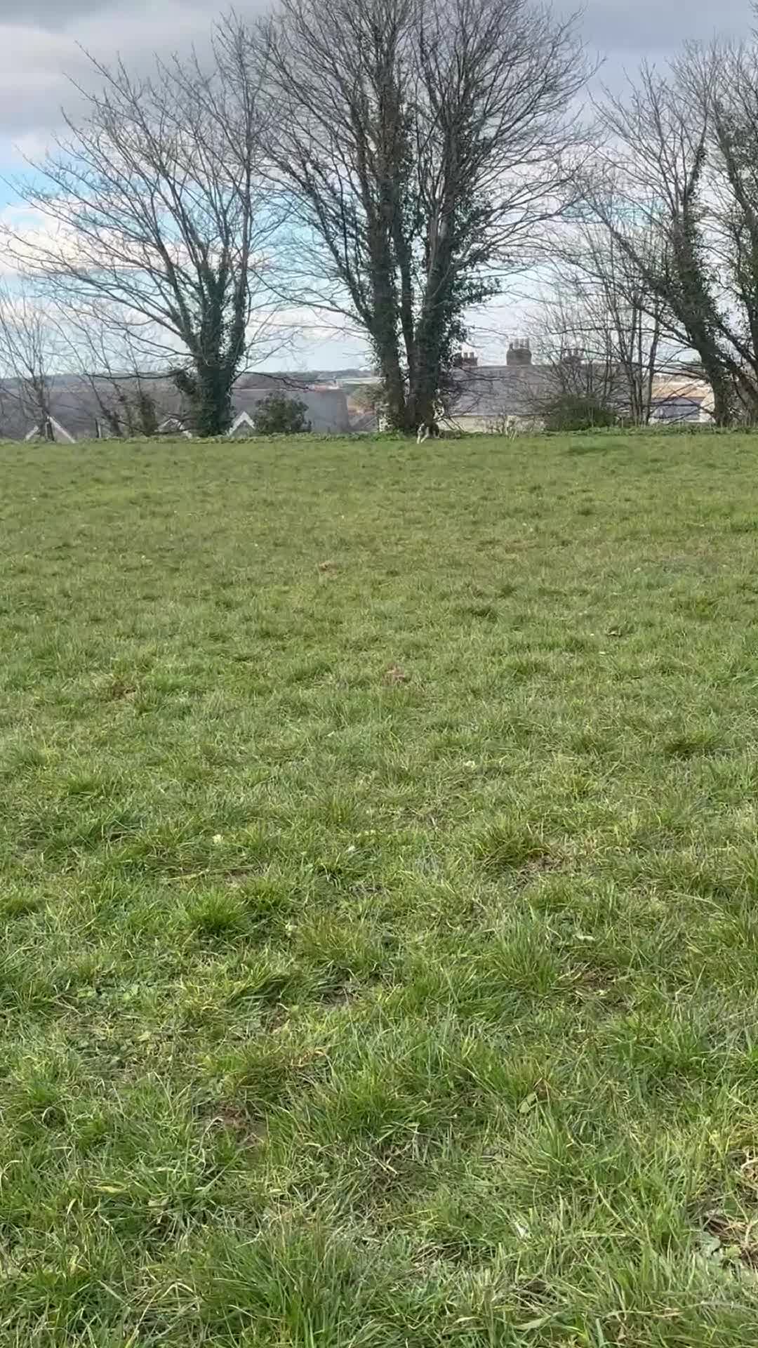Mixed Breed dogs for sale: Whippet x collie in Pembroke Dock - Video 1