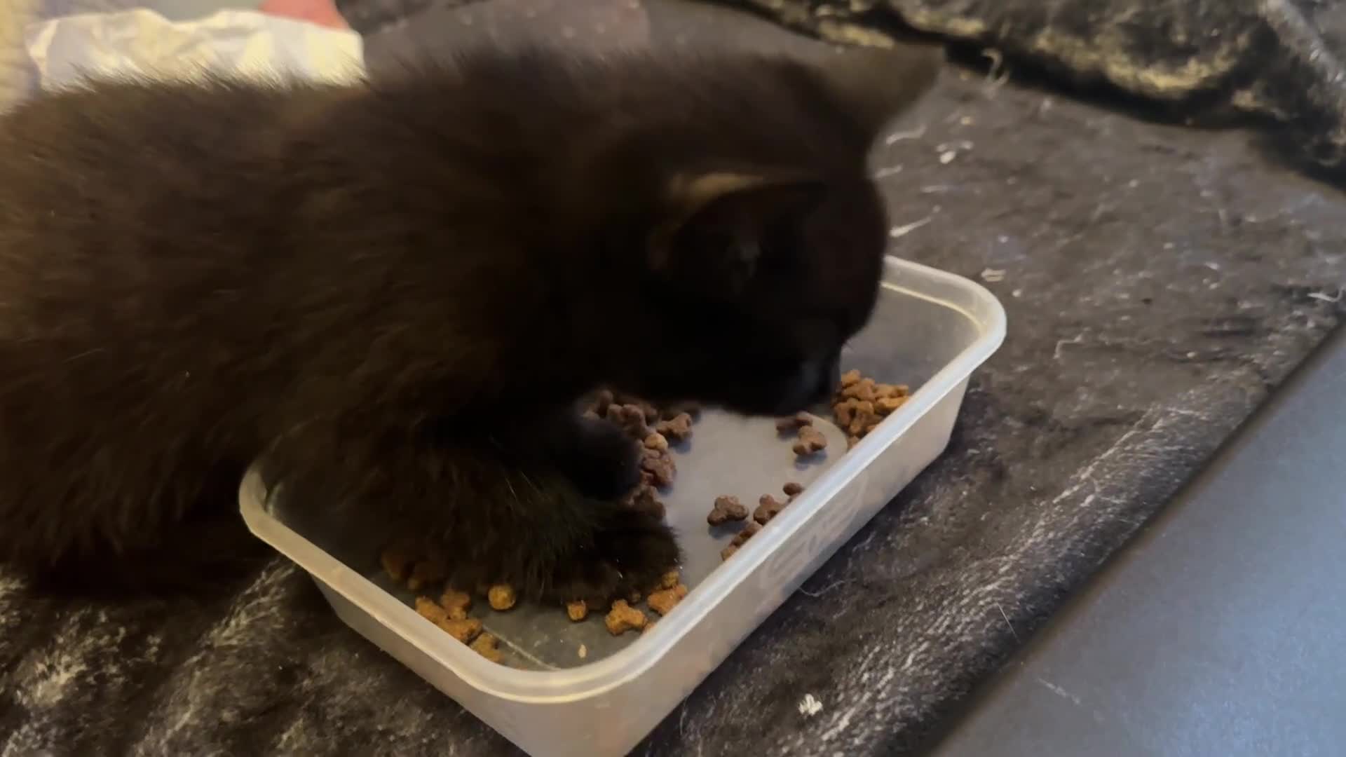 Mixed Breed cats for sale: 2 and half month old kittens for adoption! - Video 3