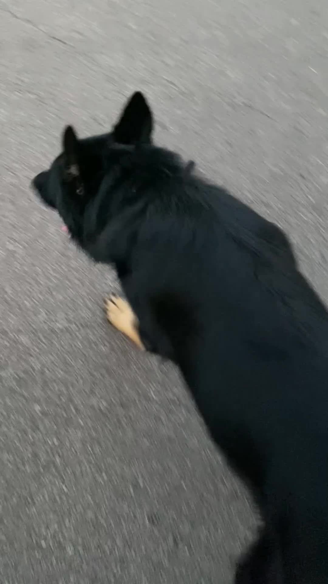 German Shepherd dogs for sale: Bruno German Shepherd  - Video 2