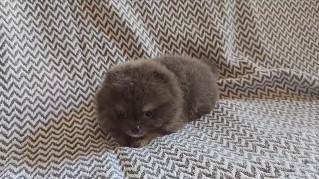 Pomeranian dogs for sale: True to type blue and chocolate boy - Video 1