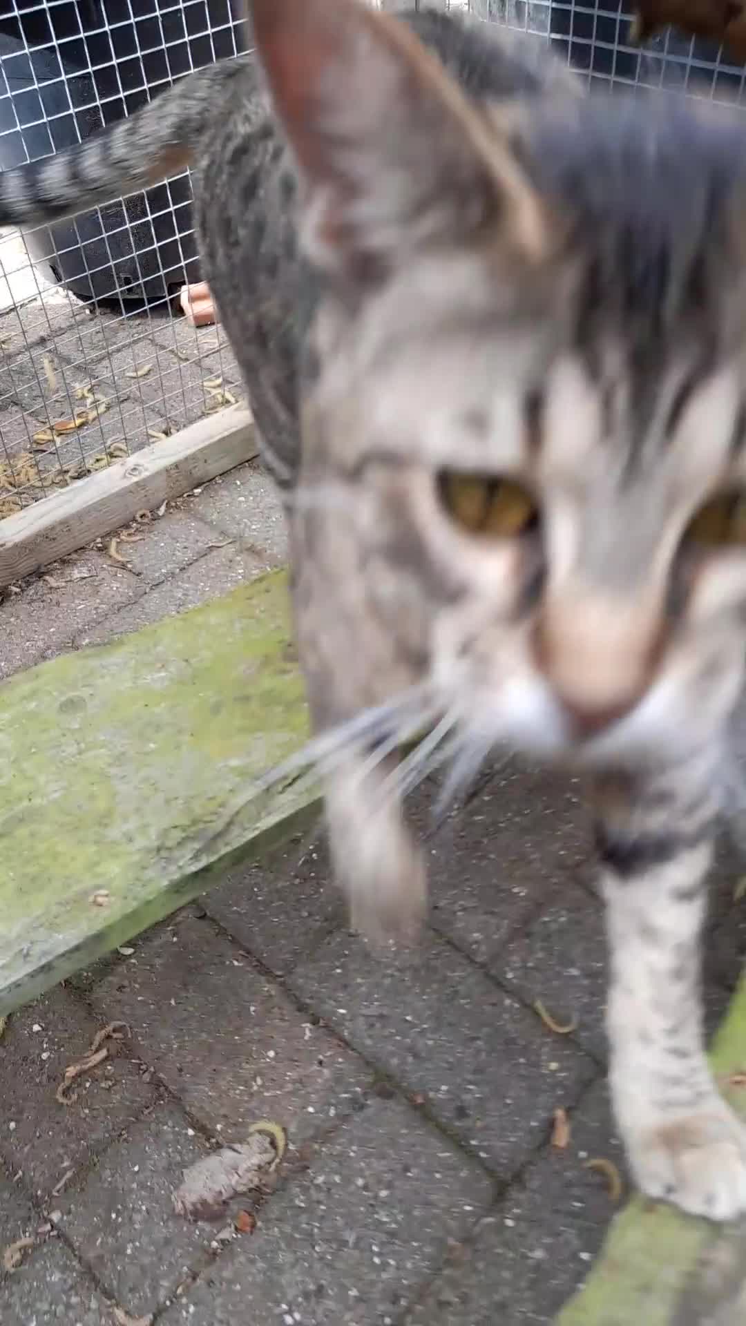 Savannah cats for sale:  Reduced Pedigree TICA Reg  F3 Savannah Female. in Darlington - Video 2