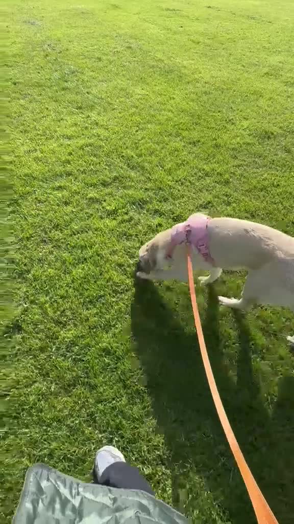 Anatolian Shepherd dogs for adoption: Cindy – Sweet Young Anatolian Shepherd Girl 🐾 in London - Video 2