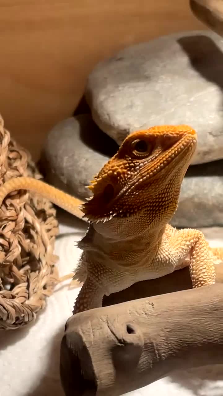 Bearded Dragon reptiles for sale: Boy Bearded Dragon  - Video 2