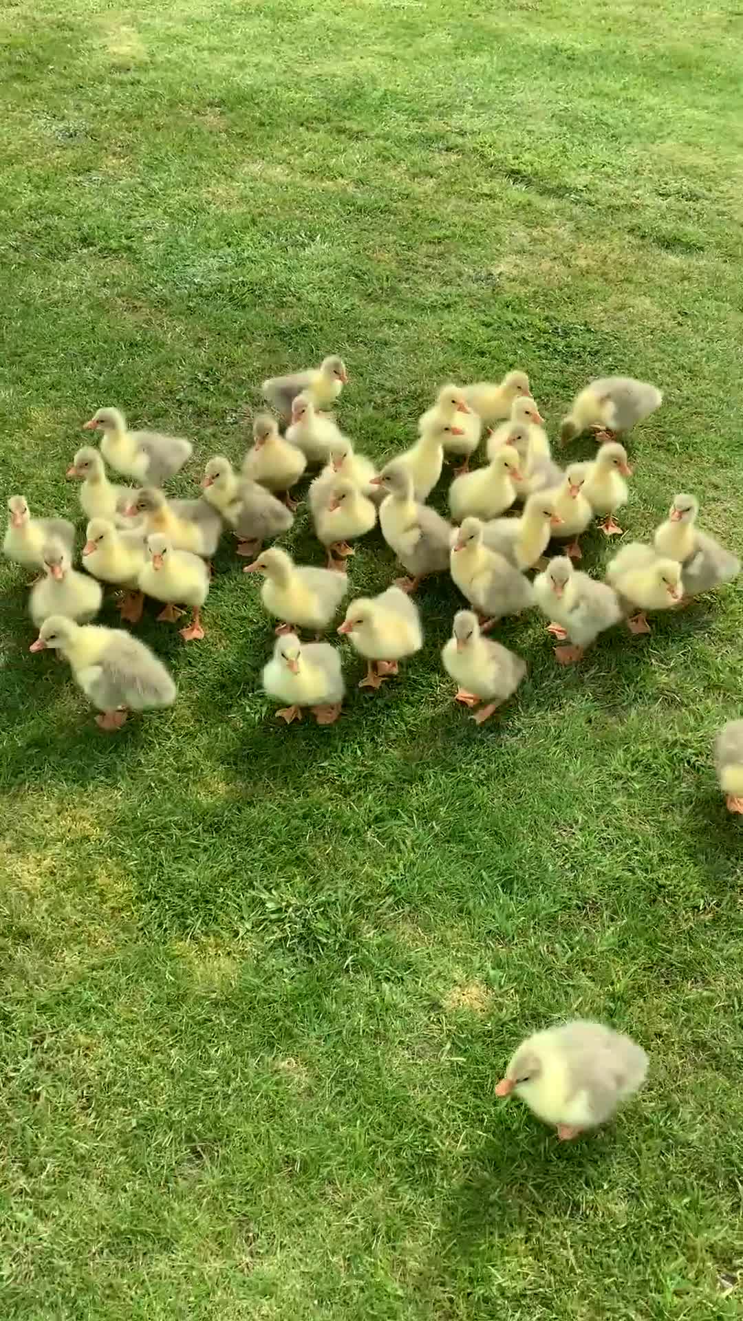 Geese poultry for sale: 1 week old tame embden large goslings - Video 1
