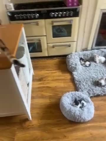 Mixed Breed cats for sale: Kittens - Video 1