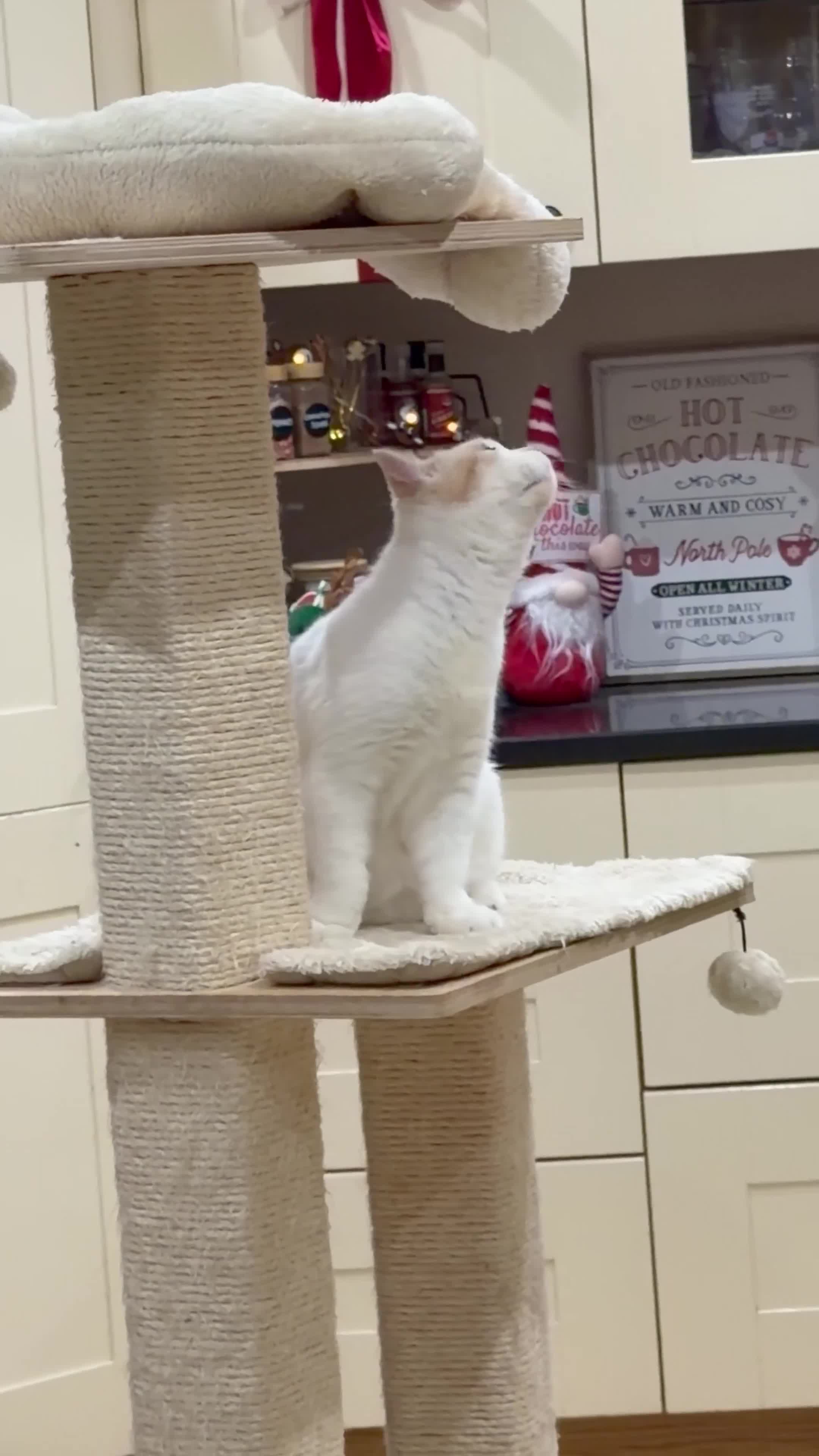 British Shorthair cats for sale: READY TO LEAVE😽Full Pedigree Registered BSH🌷 - Video 2