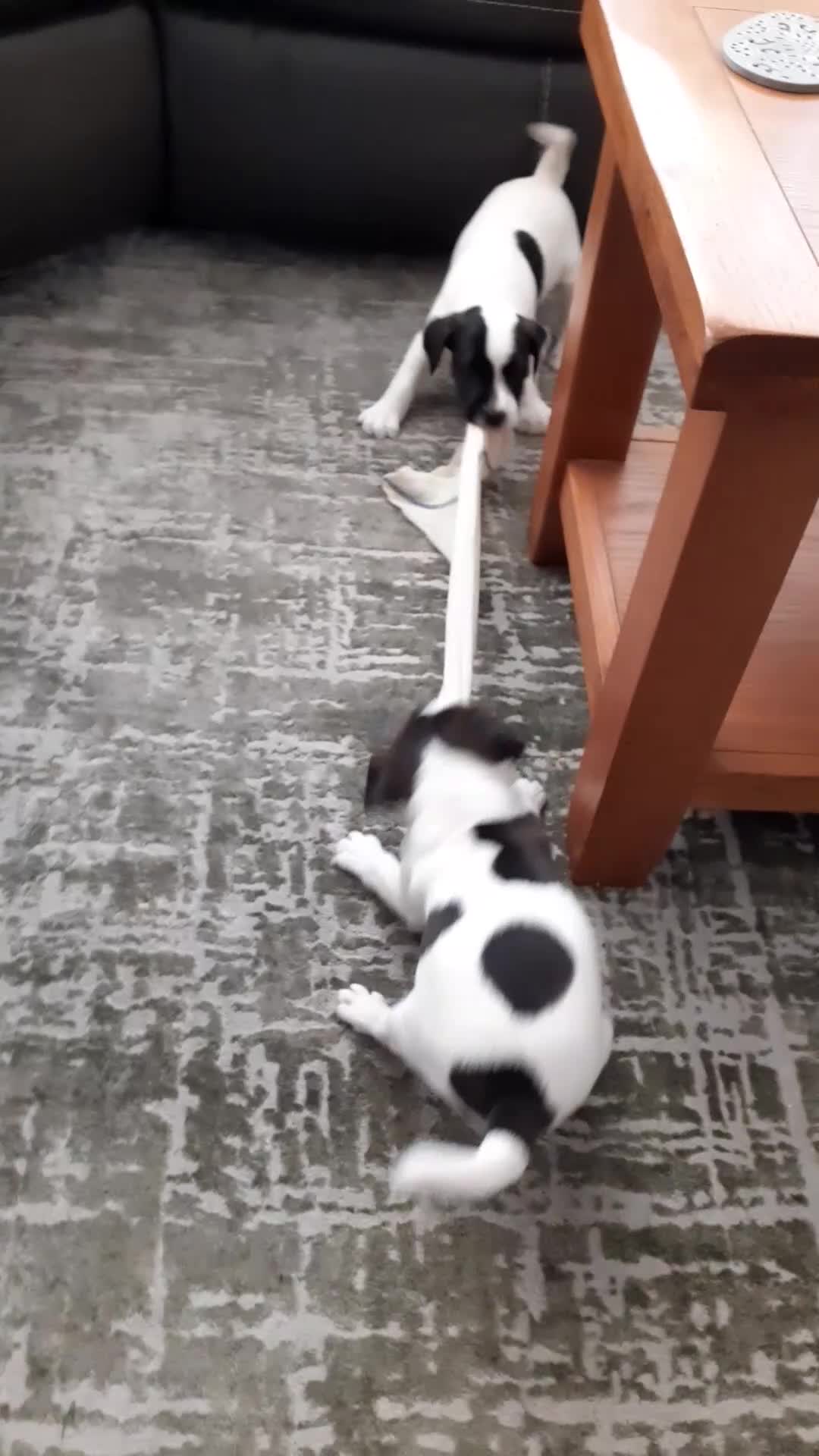 Mixed Breed dogs for sale: Jack Russell  male puppies  - Video 1