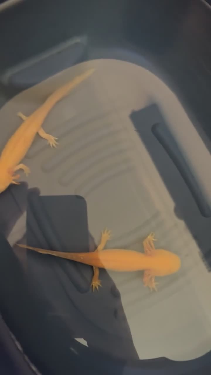 Axolotl reptiles for sale: 2 Axolotls  in Newcastle upon Tyne - Video 1