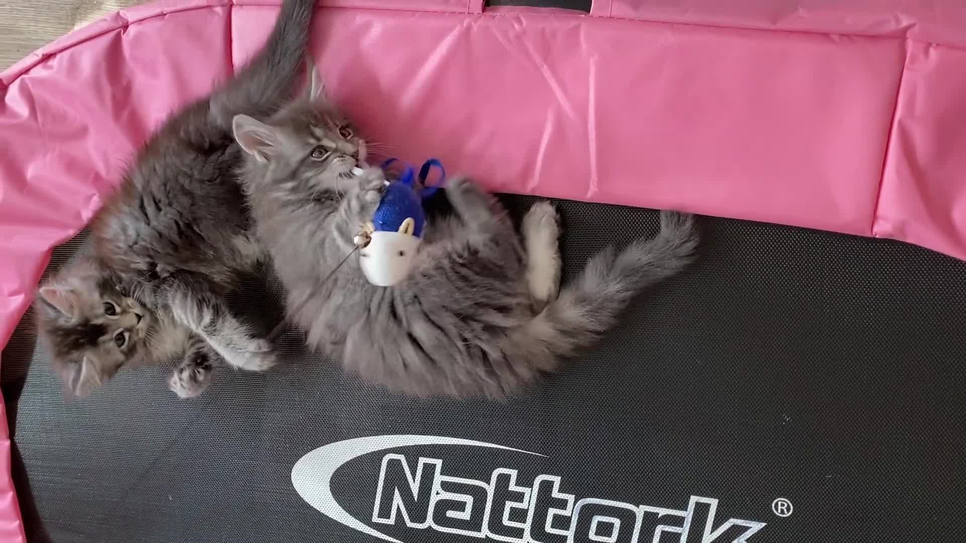 Maine Coon cats for sale: Maine Coon Kittens Ready for Their Forever Homes - Video 3