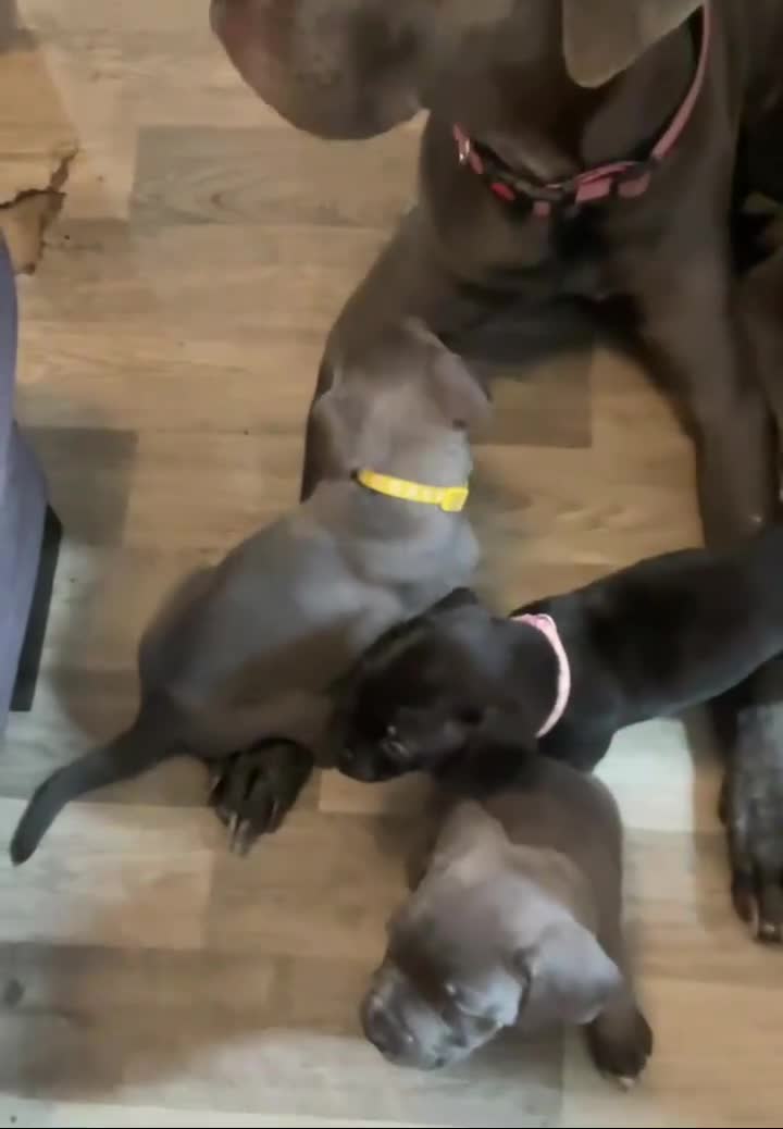 Cane Corso dogs for sale: Cane Corso Puppies- 3 LEFT - Video 1