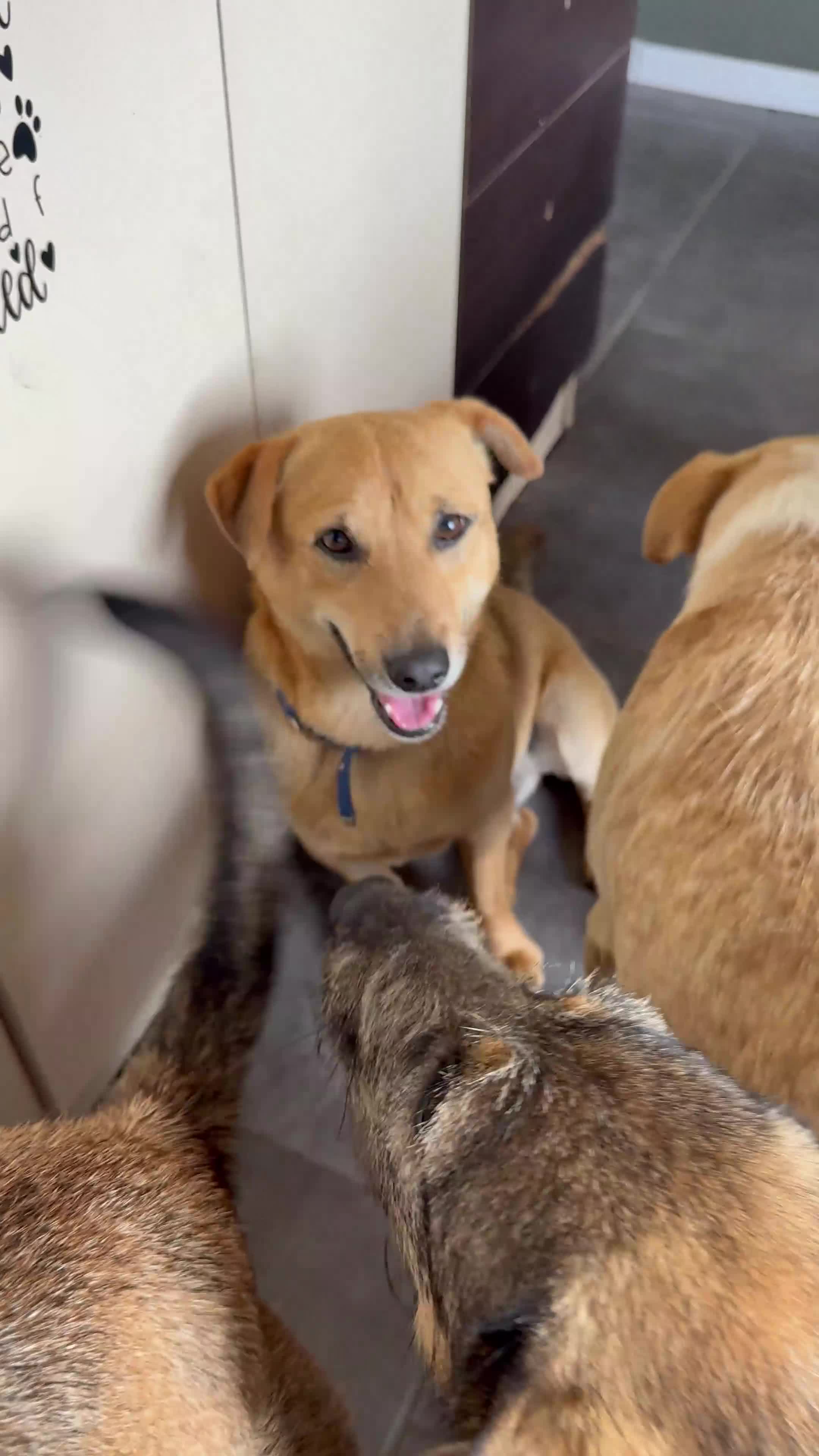 Mixed Breed dogs for adoption: Cute Jerry Needs Love  - Video 2