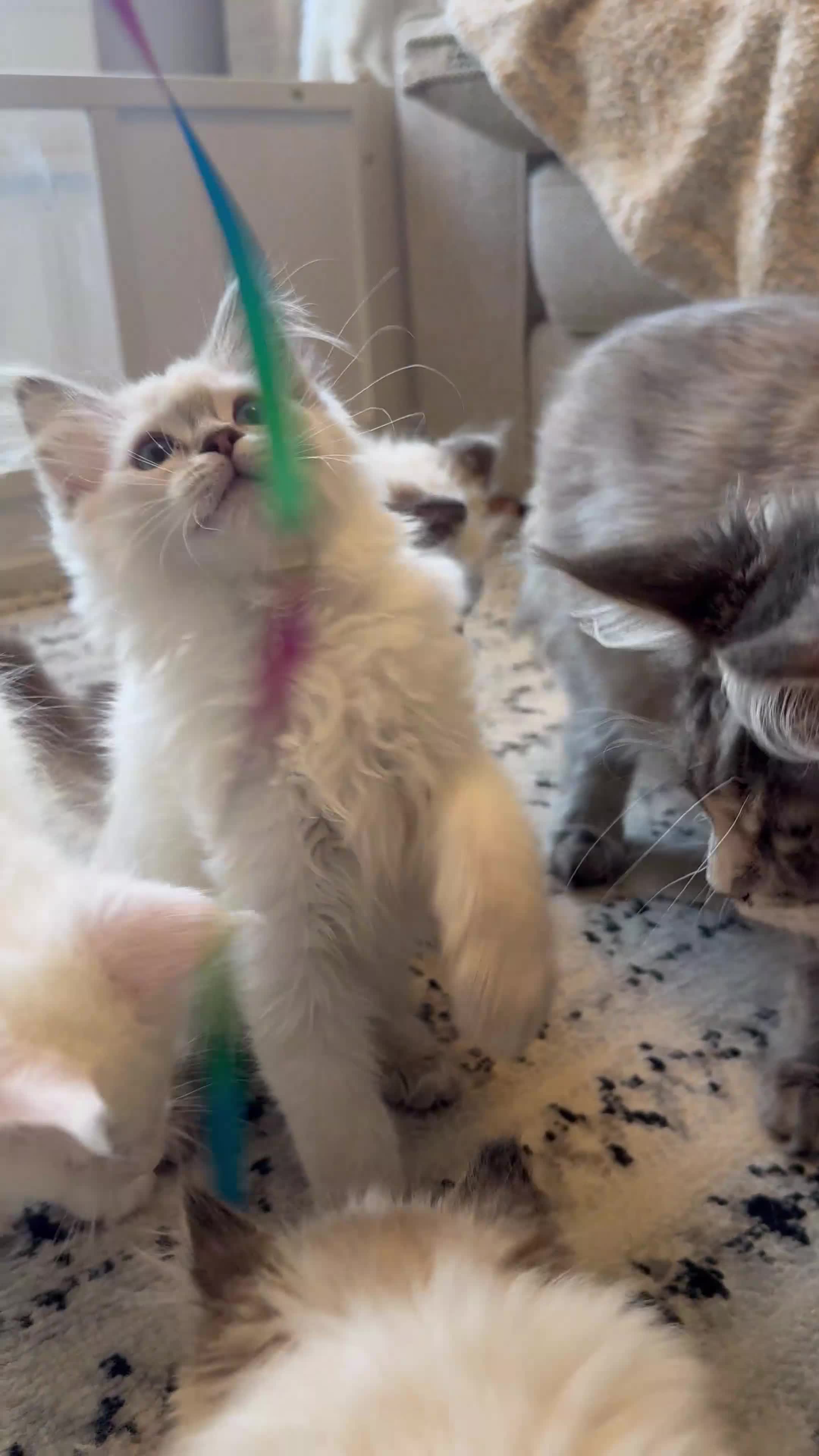 Ragdoll cats for sale: *REDUCED*GCCF Registered Ragdolls Blue/Seal/Lynx - Video 2