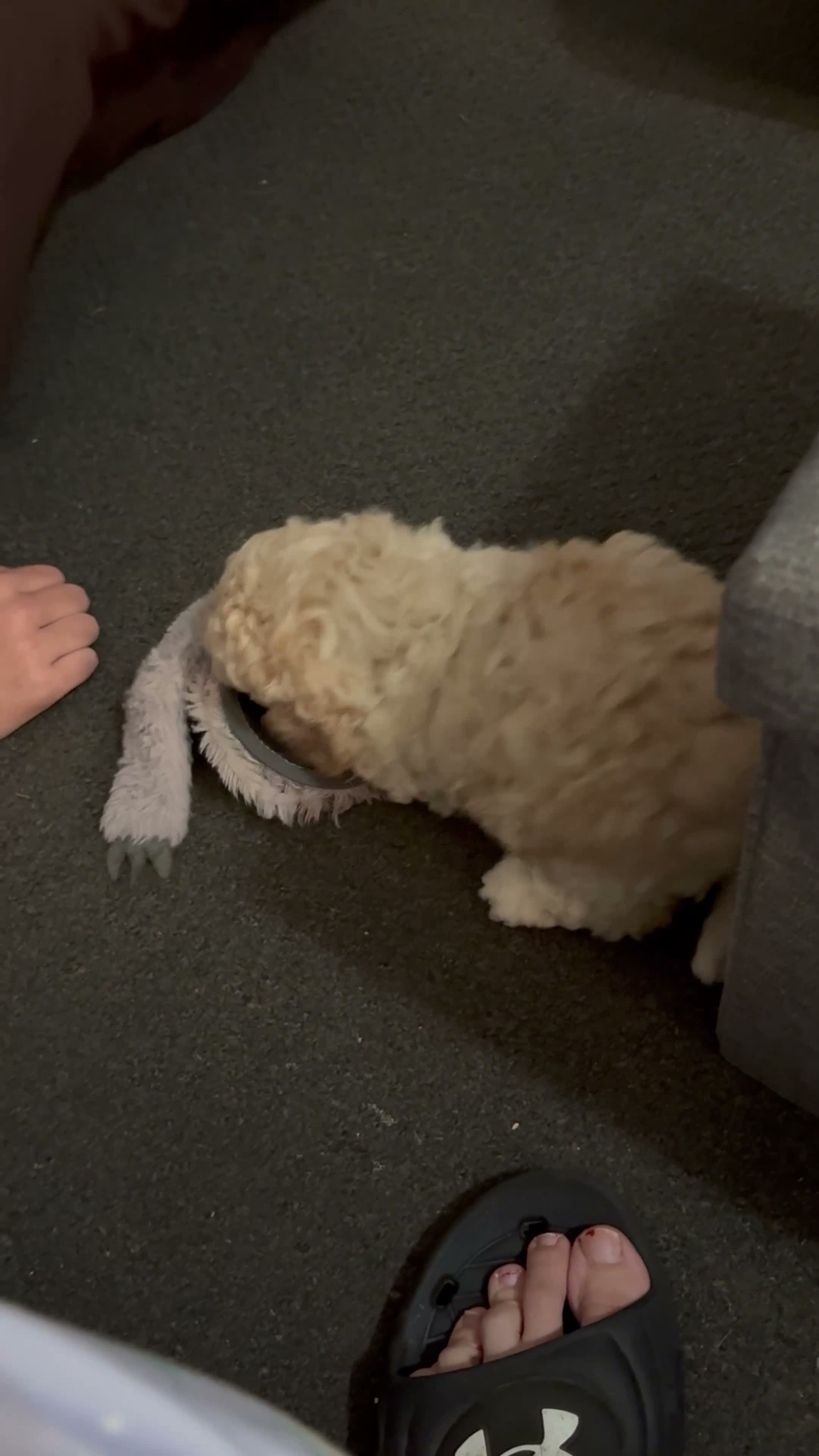 Mixed Breed dogs for sale: Toy/mini poodle  - Video 1