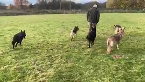 German Shepherd dogs for stud: German Shepherd Kc reg hip scored solid black in Darlington - Video 1