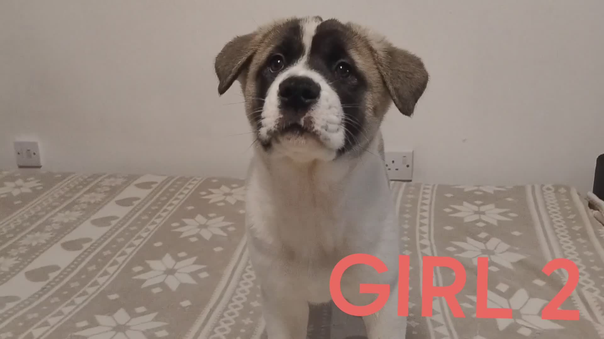 Akita dogs for sale: Three Beautiful American Akita Girls for sale - Video 1