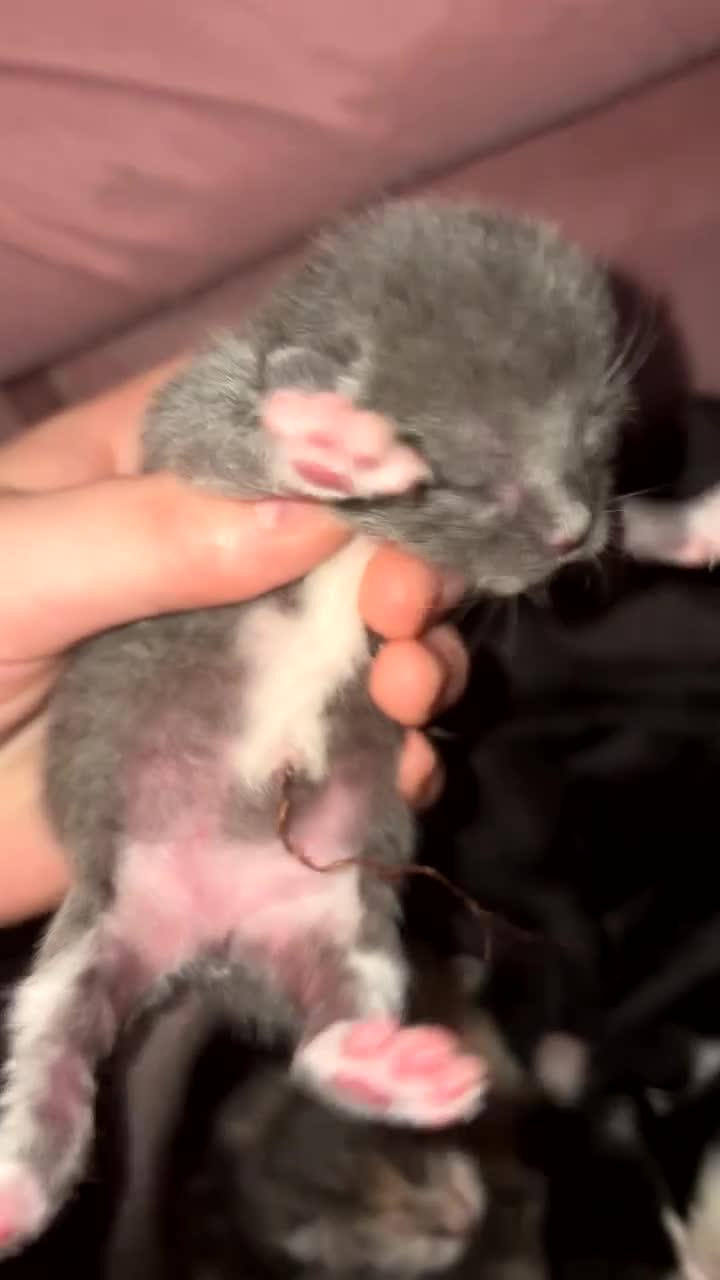 Mixed Breed cats for sale: Kittens in Derby - Video 2