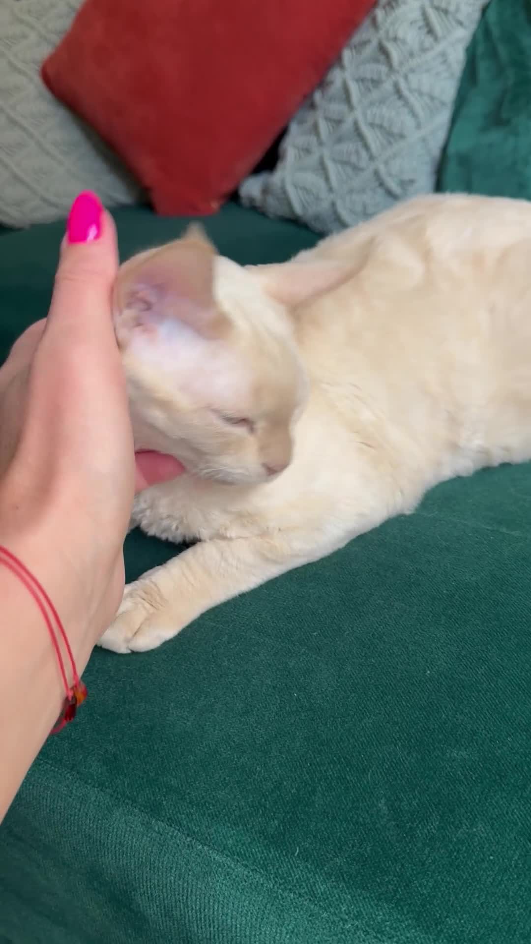 Devon Rex cats for sale: 1 Boy Left ♥️ - Video 1
