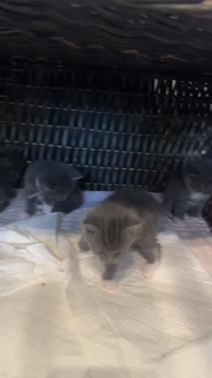 British Shorthair cats for sale: Mixed British Shorthair Kittens - Video 1