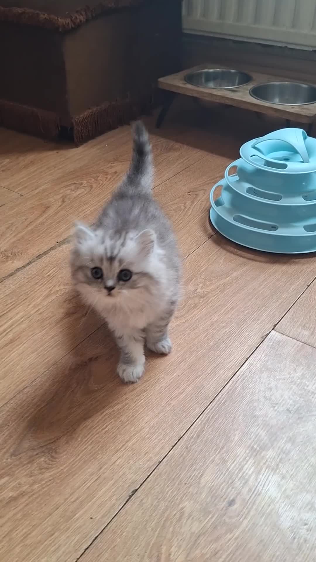 Persian cats for sale: Persian chinchilla  - Video 3