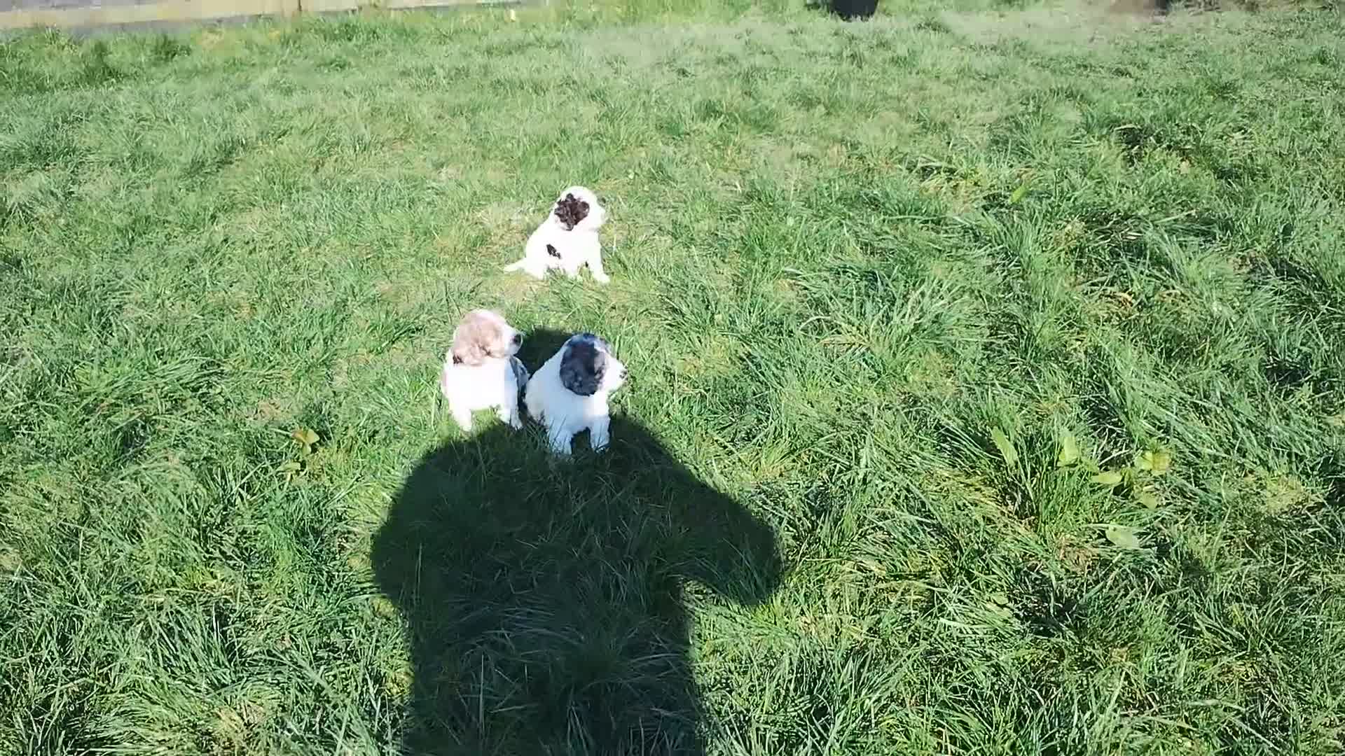 Cockapoo dogs for sale: Cockapoo Puppies F1  - Video 4