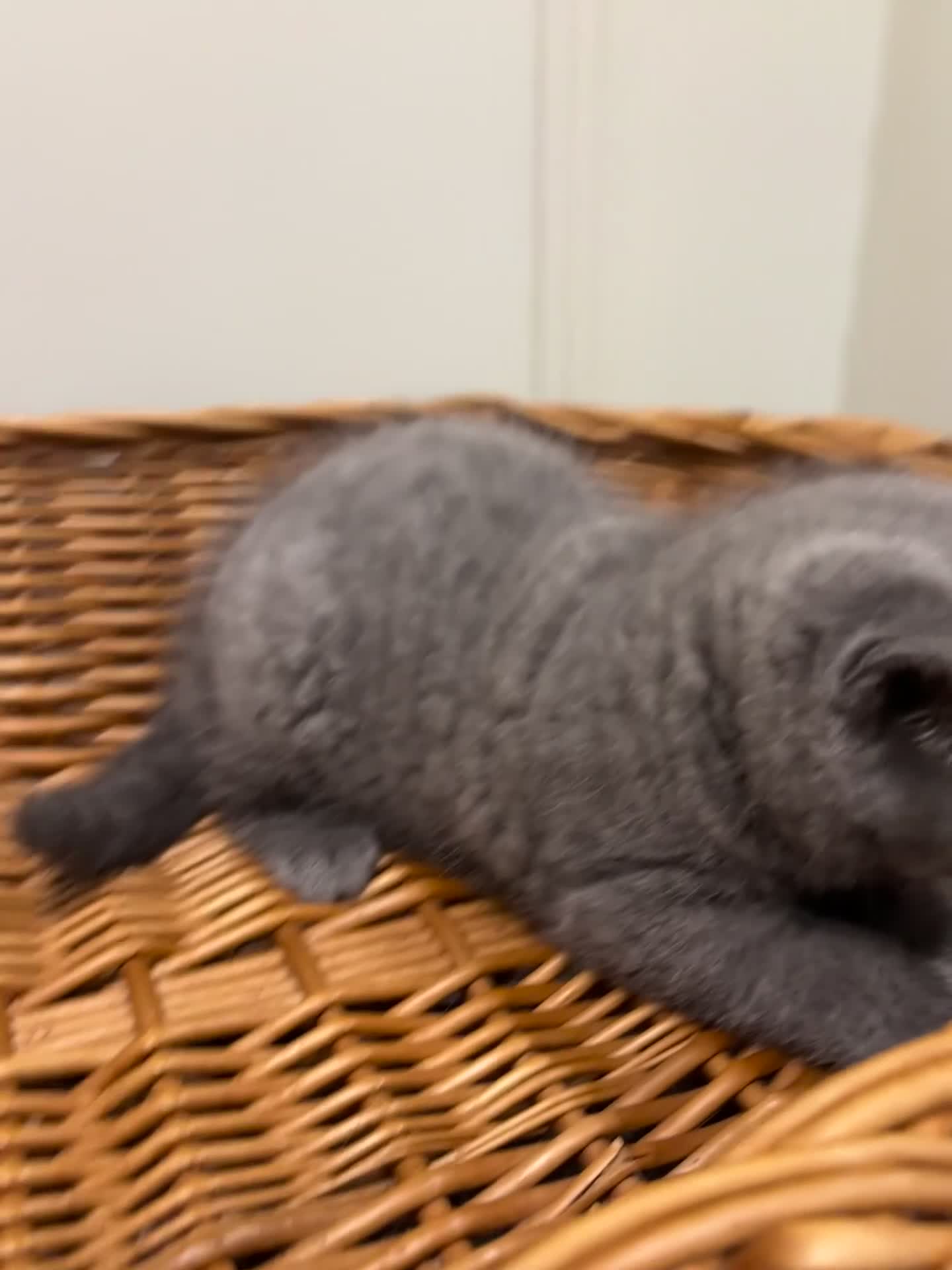 British Shorthair cats for sale: GCCF BSH beautiful chunky female  - Video 2