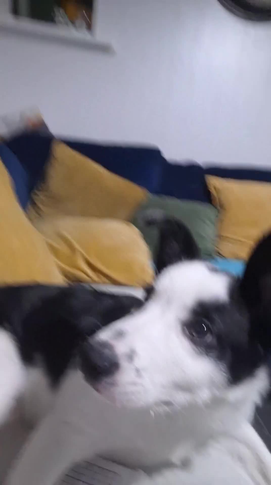 Border Collie dogs for sale: Maxi the puppy  in Ferndale - Video 2